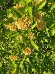 Physocarpus intermedius