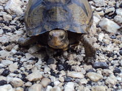 Terrapene carolina yucatana