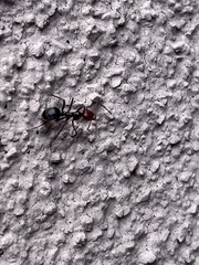 Myrmecocystus melliger