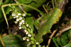 Cyclopogon peruvianus