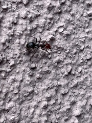 Myrmecocystus melliger
