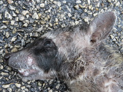 Procyon lotor hernandezii