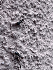 Myrmecocystus melliger