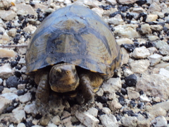 Terrapene carolina yucatana