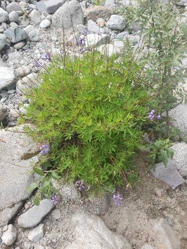 broadleaf lupine (Lupinus latifolius)