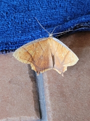 Thinopteryx crocoptera