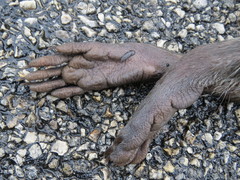 Procyon lotor hernandezii