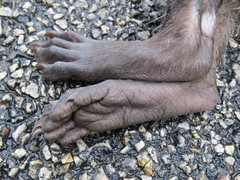 Procyon lotor hernandezii