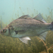 White Perch - Photo (c) Neil DeMaster, some rights reserved (CC BY-NC), uploaded by Neil DeMaster