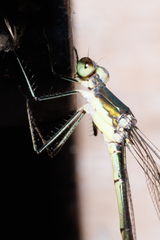 Lestes inaequalis