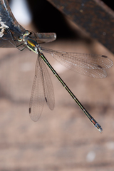 Lestes inaequalis