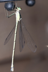 Lestes inaequalis