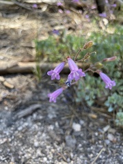 Penstemon caesius