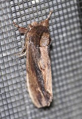 Hylaeora capucina