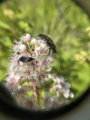 Strangalepta abbreviata