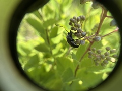 Strangalepta abbreviata