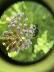 Strangalepta abbreviata