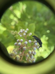 Strangalepta abbreviata