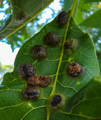 Phylloxera russellae