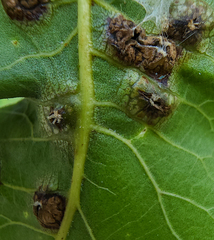 Phylloxera russellae