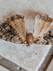 Pseudocoremia monacha