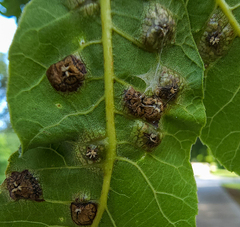 Phylloxera russellae