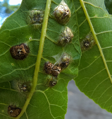 Phylloxera russellae