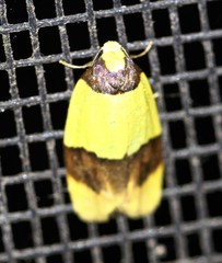 Heterallactis euchrysa