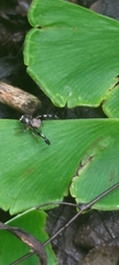Harmochirus brachiatus