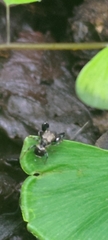 Harmochirus brachiatus