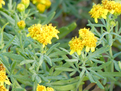 Picradeniopsis oppositifolia