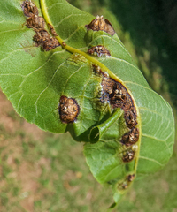 Phylloxera russellae