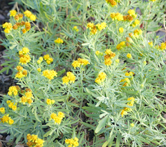 Picradeniopsis oppositifolia