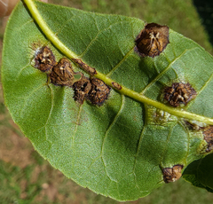 Phylloxera russellae