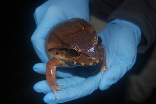 Leptodactylus savagei