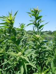 Senecio sarracenicus