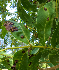 Phylloxera russellae