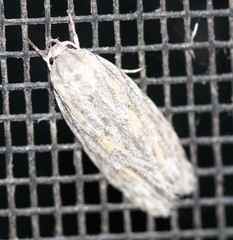 Phylomictis sarcinopa