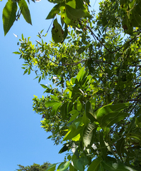 Phylloxera russellae