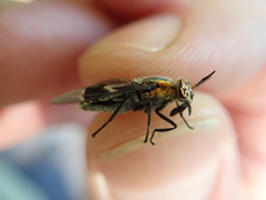 Chrysops cincticornis