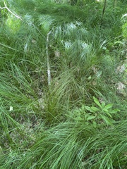 Carex brizoides