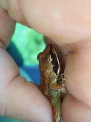 Lithobates sylvaticus image