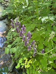Aconitum moldavicum