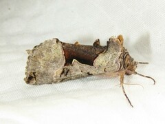 Autographa ampla