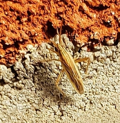 Stenodema trispinosum