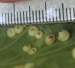 Caryomyia inflata