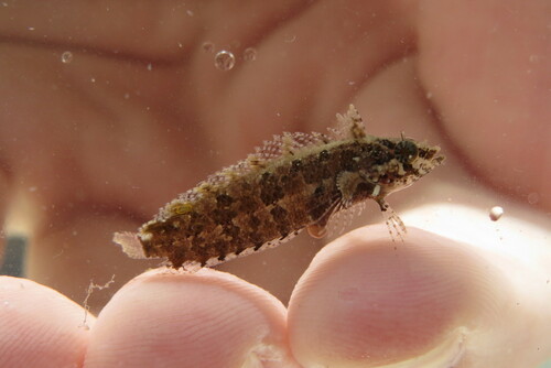 Banded blenny (Paraclinus fasciatus) — Labrisomidae — 4