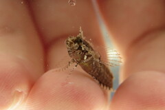 Paraclinus marmoratus