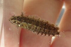 Paraclinus marmoratus