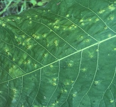 Caryomyia inflata
